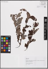 Foto von Salix aurita L.